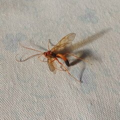 Opheltes glaucopterus