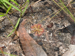 Drosera spatulata