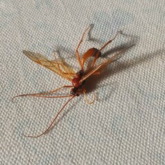 Opheltes glaucopterus