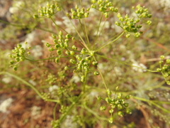 Scaligeria napiformis