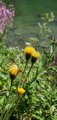 Arnica parryi