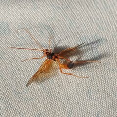 Opheltes glaucopterus