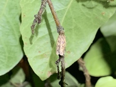 Hofmannophila pseudospretella
