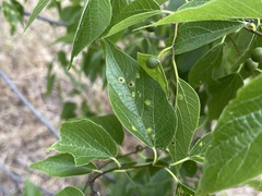 Pachypsylla celtidismamma