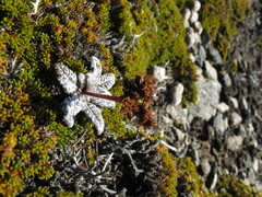 Anisotome lanuginosa