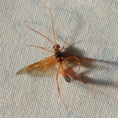 Opheltes glaucopterus