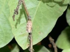 Hofmannophila pseudospretella