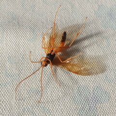 Opheltes glaucopterus