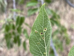 Pachypsylla celtidismamma