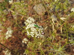 Scaligeria napiformis