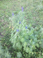 Lupinus cosentinii