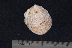 Coelotrochus viridis