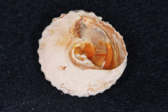 Coelotrochus viridis