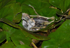 Hydrophasianus chirurgus