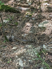 Zamenis longissimus