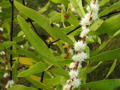 Hakea benthamii