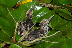 Hydrophasianus chirurgus