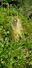Pulsatilla occidentalis