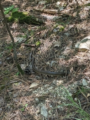Zamenis longissimus