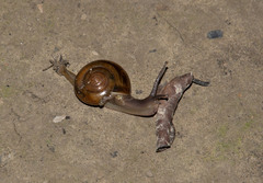 Macrochlamys hippocastaneum