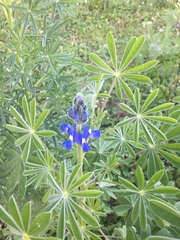 Lupinus cosentinii