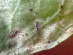 Heliothrips haemorrhoidalis
