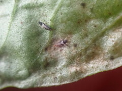 Heliothrips haemorrhoidalis