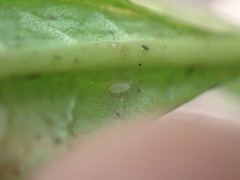Aphidomorpha