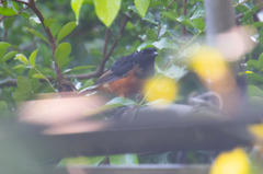 Copsychus malabaricus