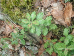 Teucrium