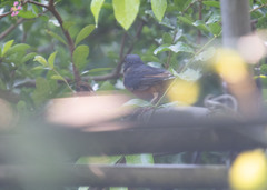 Copsychus malabaricus