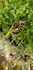 Carex luzulina