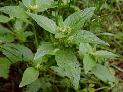 Mercurialis canariensis