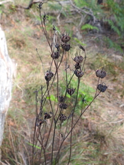 Haemodorum austroqueenslandicum