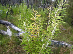 Hakea benthamii