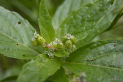 Mercurialis canariensis