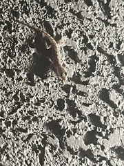 Cyrtopodion scabrum