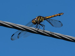 Potamarcha congener