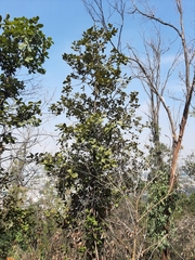 Quercus rugosa