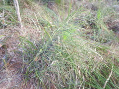 Macrozamia pauli-guilielmi