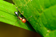 Camponotus gilviceps
