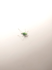 Leptophyes punctatissima