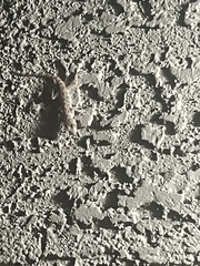 Cyrtopodion scabrum