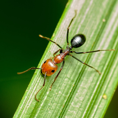Camponotus gilviceps