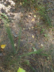 Achillea millefolium