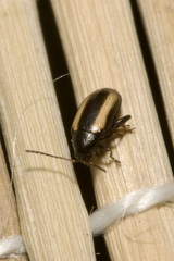 Phyllotreta