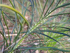 Macrozamia pauli-guilielmi