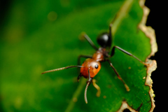 Camponotus gilviceps