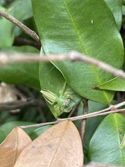 Mopsus mormon
