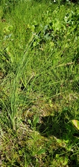 Carex kelloggii
